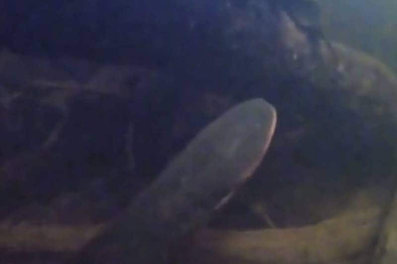 amazon, amazon rainforest, amazon basin, eel, electric eel, amazon electric eel, powerful electric eel, electric eel amazon