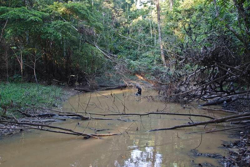 amazon, amazon rainforest, amazon basin, eel, electric eel, amazon electric eel, powerful electric eel, electric eel amazon