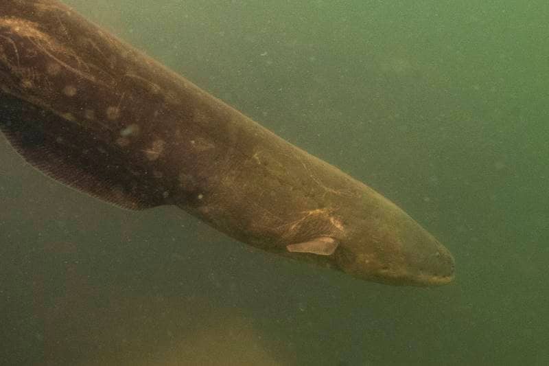 amazon, amazon rainforest, amazon basin, eel, electric eel, amazon electric eel, powerful electric eel, electric eel amazon