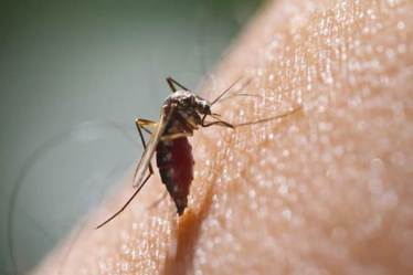 malaria, malaria prevention, malaria causes, malaria symptoms, malaria prevention, food to ear during malaria, malaria treatment, malaria test, malaria is caused by, malaria parasite, malaria vaccine, malaria test name, malaria outbreak, malaria news, malaria in Delhi NCR, malaria preventive measures