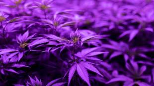 drugs, customs, IGI airport, foreign national carrying drugs, cocaine, heroin, weed