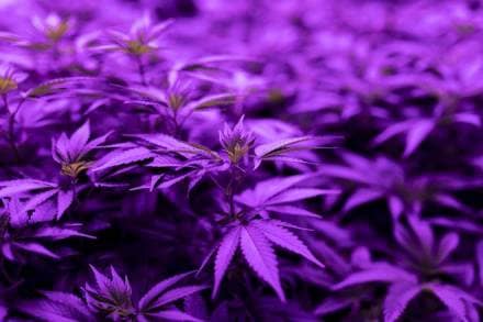 drugs, customs, IGI airport, foreign national carrying drugs, cocaine, heroin, weed