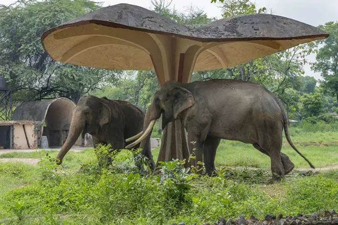 Forest, Forests in Uttrakhand, Forest in India, animal man conflict, the elephant in a residential area, elephant attack, wild animal attacks, how to stop wild animal from entering into your area, Bio fencing, jungle related threats, how to stop wild animal from entering into residential areas Forest, Forests in Uttrakhand, Forest in India, animal man conflict, the elephant in a residential area, elephant attack, wild animal attacks, how to stop wild animal from entering into your area, Bio fencing, jungle related threats, how to stop wild animal from entering into residential areas