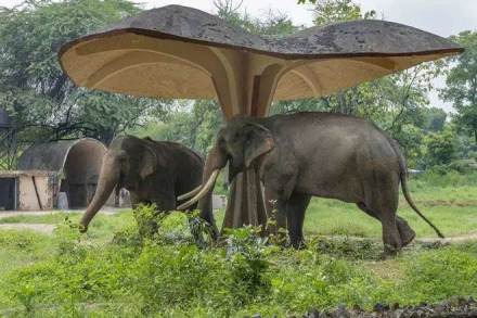Forest, Forests in Uttrakhand, Forest in India, animal man conflict, the elephant in a residential area, elephant attack, wild animal attacks, how to stop wild animal from entering into your area, Bio fencing, jungle related threats, how to stop wild animal from entering into residential areas