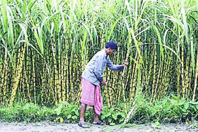 Cabinet Committee on Economic Affairs, CCEA, sugarcane extracted ethanol, petrol, ethanol blended fuel, india oil import bill, sugar industry india, sugarcane farmers india, Indian Sugar Mills Association, GST ethanol, GST petrol, thanol blended petrol EBP,