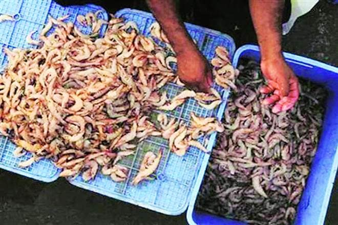 US China trade war, India export boost, us china trade war india gain, india China, shrimp in india, shrimp export india, china shrimp, india economy, india shrimp market, india sea food consumption,