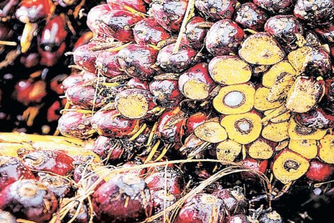 The dip in exports is primarily attributed to the disparity in export of oilmeals, specifically soyabean meal due to higher MSP in the local market
