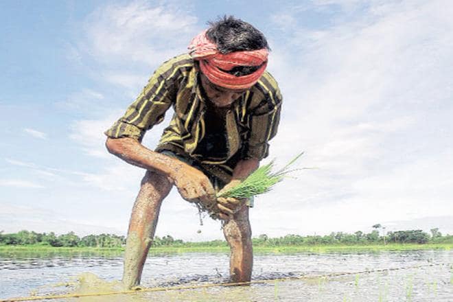 Farmers have received about Rs 9,000 crore since August 1 when Aadhaar seeding was made mandatory.