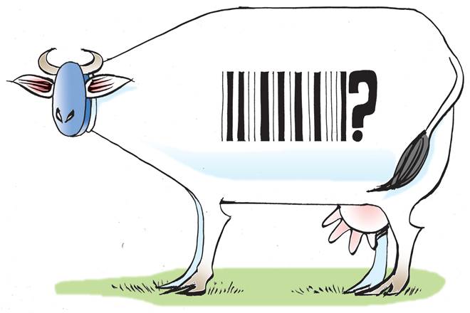 Both cooperatives and private dairies should participate equally in policy conversations. However, a handful of large cooperatives command asymmetric policy clout stemming from large production volumes. This is problematic