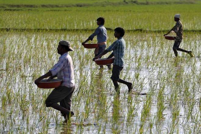 The combination of a prolonged dry spell followed by heavy rainfall increased pest infestation and disease, forcing farmers to spend more on pesticides. (Representative image)







