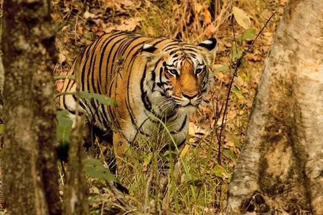 Madhya Pradesh tiger reserves, new tiger reserve Madhya Pradesh, tiger population, tigers in India, number of tigers in India, number of tigers in India, tiger conservation, wildlife conservation, Indian express, tiger reserves in india,