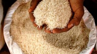 rice production, Ayarate, rice variety, Green Revolution in rice, quality rice, Vitamin A, zinc, iron, IRRI, Direct Seeded Rice