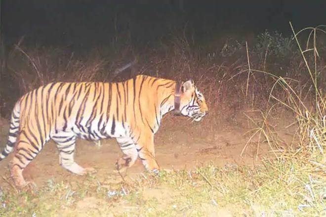 Last Sunday, a cattle grazer identified as Tuslidas Pakewar (55) was killed by a tiger in Shivni forest range, some 80 kilometres from here. (Representative Image)