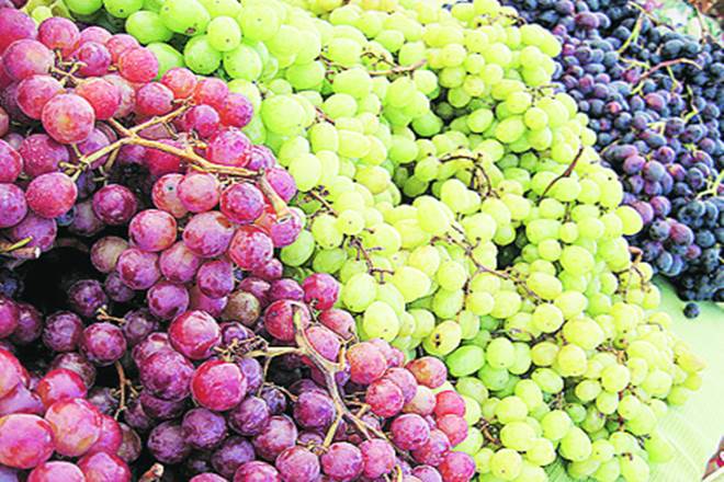 The Arra variety of grapes is grown in 24 countries and is available in white, red and black variants and all are of the export quality, he said. The Arra variety of grapes is grown in 24 countries and is available in white, red and black variants and all are of the export quality, he said.
