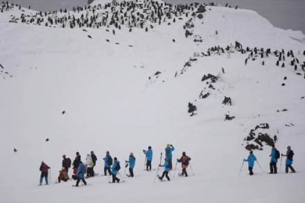 Visit Antarctica’s icy landscapes: Swim with penguins, watch majestic whales! Visit Antarctica’s icy landscapes: Swim with penguins, watch majestic whales!