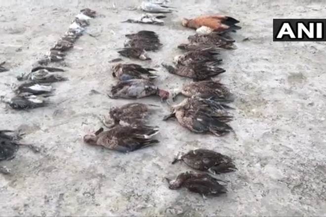 birds die in rajasthan, rajasthan birds death, Sambhar Lake birds, birds die in Sambhar Lake, Sambhar Lake rajasthan