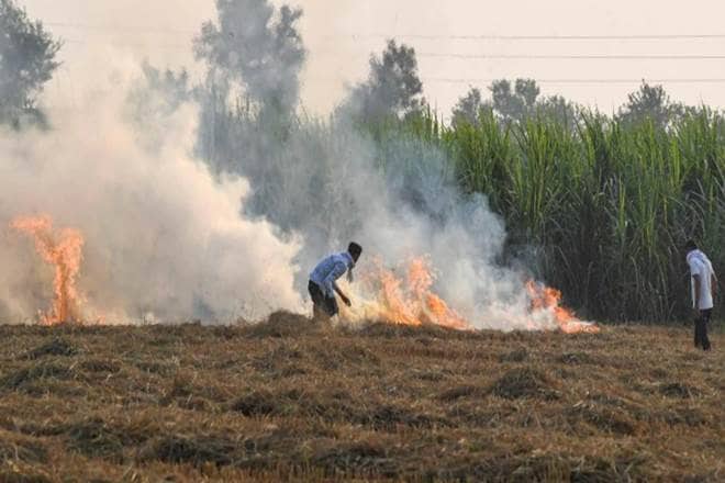 Punjab, Basmati rice, crop residue, Supreme Court, stubble burning, paddy straw, CNG , stubble burning tech