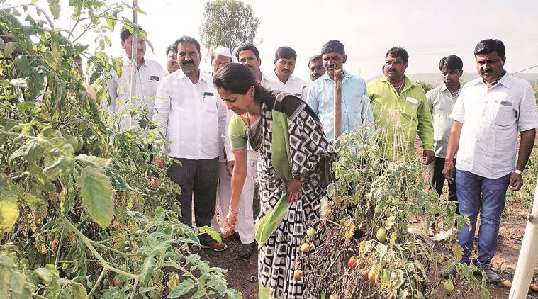 Bangladesh, cotton , cotton import, Maharashtra ginner, Maharashtra 