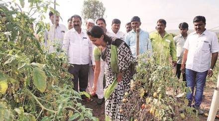 Bangladesh, cotton , cotton import, Maharashtra ginner, Maharashtra  Bangladesh, cotton , cotton import, Maharashtra ginner, Maharashtra