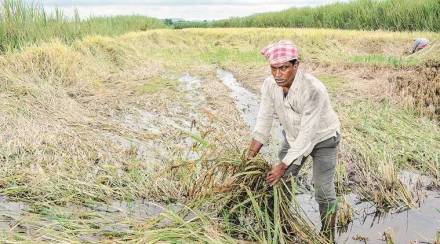 crop, maize