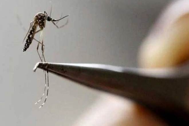 dengue in kolkata, dengue in kolkata 2019, dengue season in kolkata, dengue in west bengal 2019, west bengal, dengue news