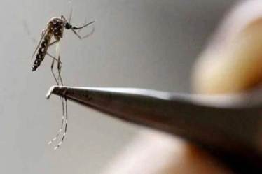 dengue in kolkata, dengue in kolkata 2019, dengue season in kolkata, dengue in west bengal 2019, west bengal, dengue news