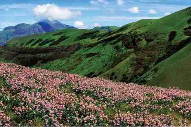 kerala trip plan for 7 days, kerala trip plan for 4 days, kerala trip Munnar, kerala travel, responsible travel kerala, kerala honeymoon packages, kerala honeymoon packages 5 star hotels, honeymoon packages from Kerala to manali, cheapest honeymoon packages in Kerala, kerala honeymoon places