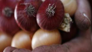 onion price in delhi, onion price, onion price in delhi today, onion price in delhi mandi, onion price in delhi 2019, onion price today, onion price rise