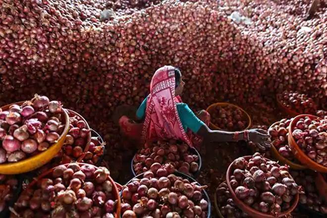 onion imports, onion price in india, onion price today, onion price hike, onion price rise onion imports, onion price in india, onion price today, onion price hike, onion price rise