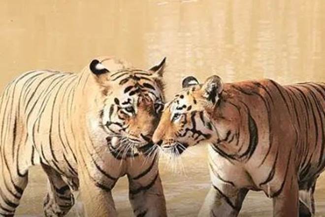 Panna Tiger Reserve, Bundelkhand, Madhya Pradesh, PTR, KS Bhadoriya, RS Murthy, MP Biodiversity Board, Panna, Chhatarpur, tiger reserve, wildlife conservation, tiger conservation