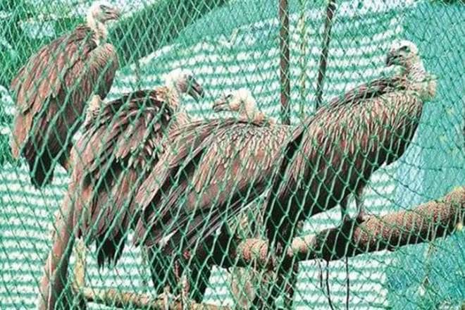 Species Recovery Programme,Non Steroidal Anti-Inflammatory Drugs” (NSAID),Centrally Sponsored Scheme (CSS),Pratima Mondal,Diclofenac,Vulture Conservation Breeding Centres (VCBC),Vulture Safe Zones