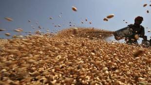 Bumper harvest, Wheat acreage, Wheat production, Wheat, rabi cereal crop, economy news