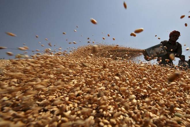 Bumper harvest, Wheat acreage, Wheat production, Wheat, rabi cereal crop, economy news Bumper harvest, Wheat acreage, Wheat production, Wheat, rabi cereal crop, economy news