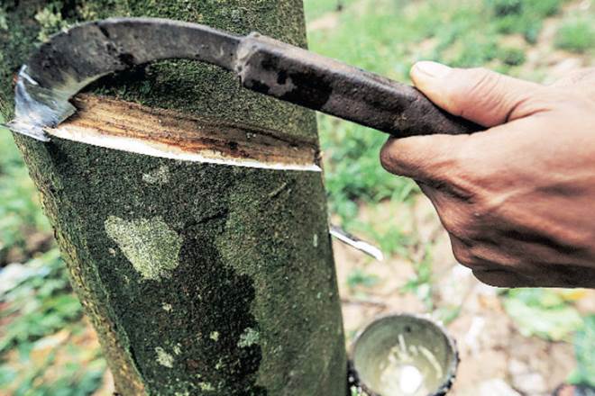 Contrary to its usual evening rain pattern, North East Monsoon has been causing morning showers, hindering rubber tapping.