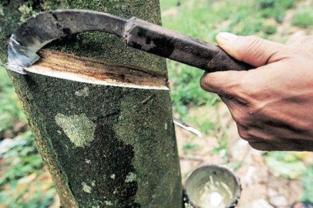 Contrary to its usual evening rain pattern, North East Monsoon has been causing morning showers, hindering rubber tapping.