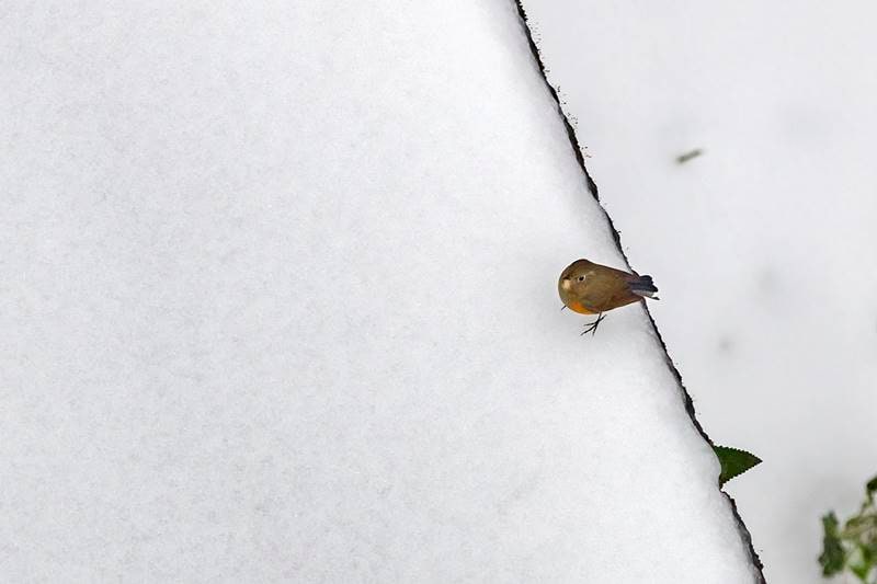 snowfall, snowfall in india, snowfall in shimla, snowfall in nainital, snowfall in manali, snowfall in himachal, snowfall today, snowfall in dalhousie, shimla snowfall, kashmir weather