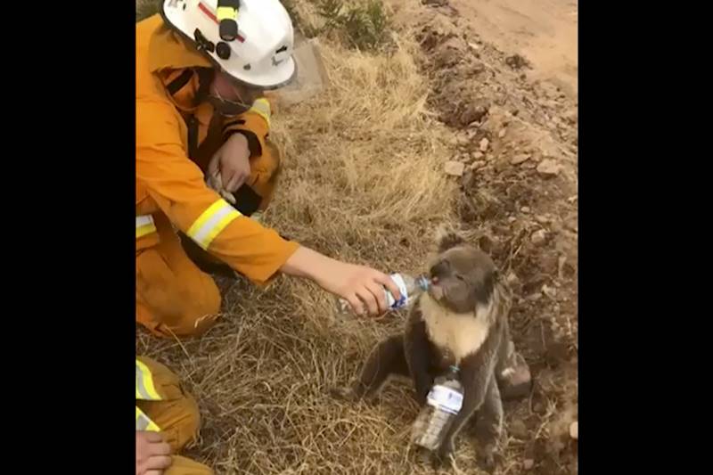 Australia bushfires, Australia fires, sydney bushfires, sydney fires, Australia bushfires latest, Australia bushfires news, catastrophic fire, catastrophic fire conditions, New South Wales
