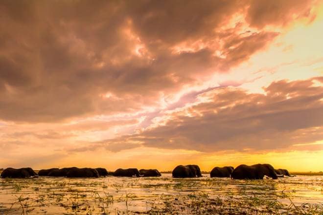 how to plan a trip to Botswana, maun botswana, botswana tourism facts, trip to Botswana cost, things to do in Botswana, what is the best place to go on safari, safari travel agents, luxury african safari tours, safari travel agency, african safari vacations, tanzania safari, best african safaris 2019, affordable african safari, which African countries have safaris, where is the best safari in Africa