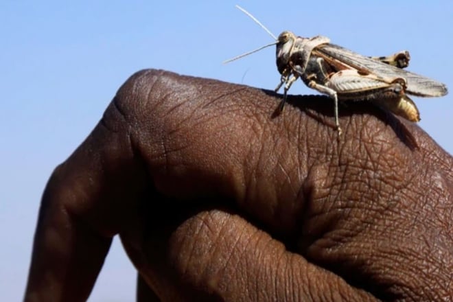 gujarat news, gujarat locusts, gujarat grasshoppers,