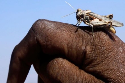 gujarat news, gujarat locusts, gujarat grasshoppers,