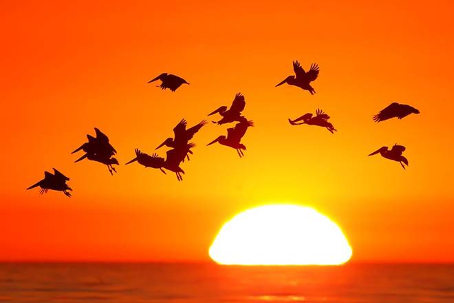birds, birds getting small, migratory birds, birds species, science news birds, birds getting small, migratory birds, birds species, science news