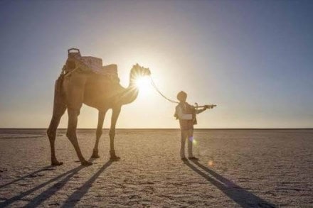 camels,Kutch,nature,Kharai,mangroves,Kharai Maldharis,Rabari community,Jat community,camel herders,camel milk