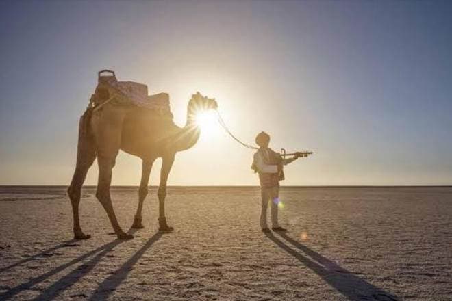 camels,Kutch,nature,Kharai,mangroves,Kharai Maldharis,Rabari community,Jat community,camel herders,camel milk