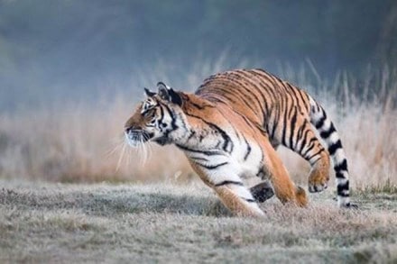 Ranthambore National Park, Sawai Madhopur, tigers, national parks, wildlife sanctuaries, Panna Tiger Reserve, Corbett Tiger Reserve, wildlife tourism