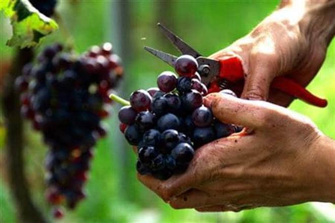 This season, the production of wine will be lower due to less availability of grapes, he said.