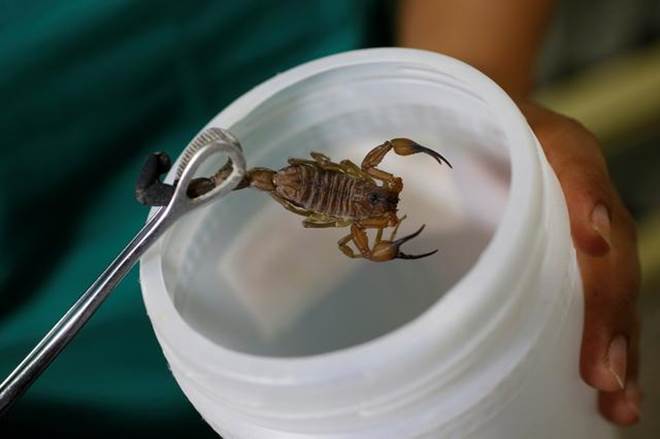 "This is the earliest scorpion yet reported, and it shows a combination of primitive marine chelicerate, and derived arachnid characteristics," the scientists noted in the study. (Representative image/ Reuters photo)