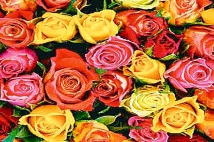 Holland is the global hub of flower trade where the world’s largest flower auction takes place.