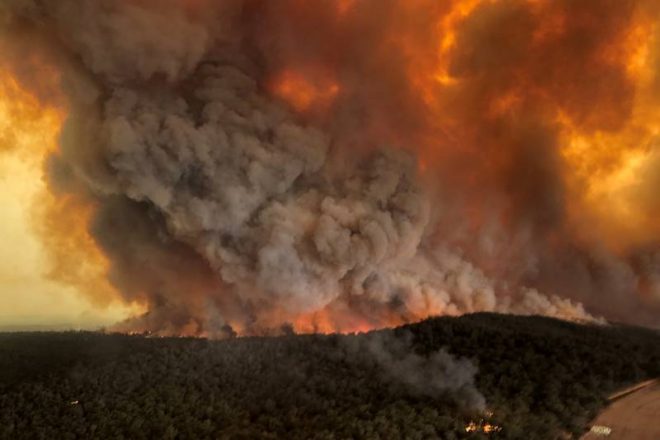 dinosaur trees, australia bushfire, wollemi pines, NSW, wollemi pine trees