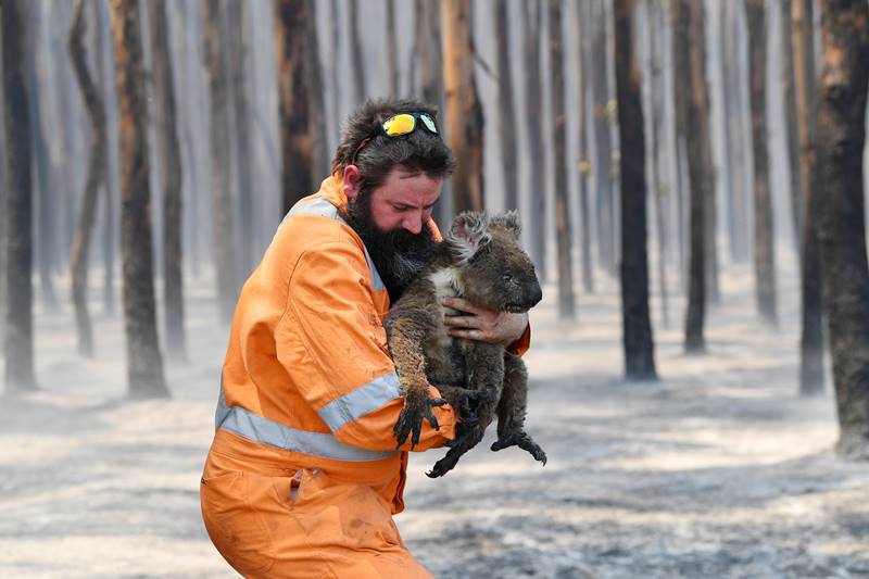 Australia bushfire, Australia fire, Australia bushfire news, Australia bushfire map, Australia bushfire cause, Australia bushfire 2019, Australia bushfire affected areas, Australia bushfire reason, Australia bushfire update, australia wildfire, australia wildfire map