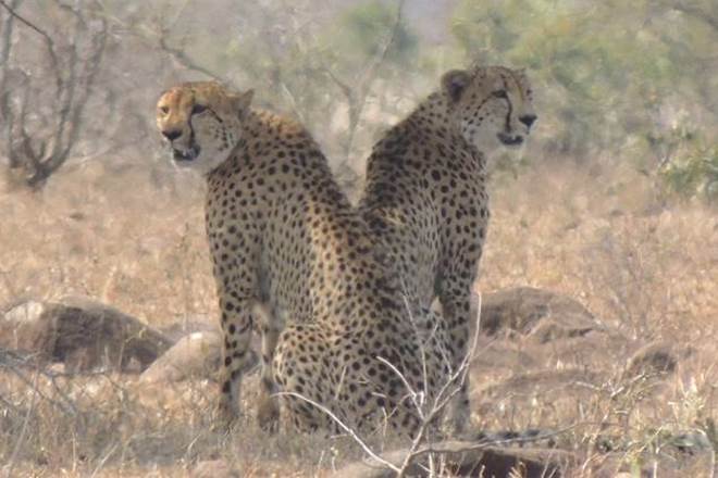 African Cheetah, cheetah in India, reintroduction of cheetah in India, National Tiger Conservation Authority NTCA, Supreme court decision on cheetah